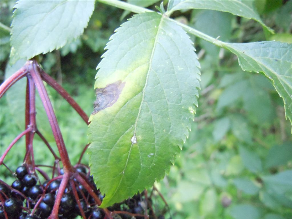 Sambucus nigra